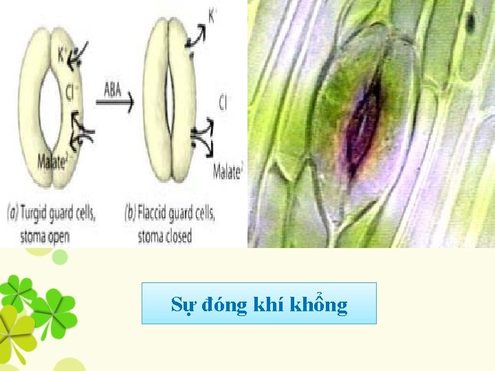Sự đóng khí khổng 
