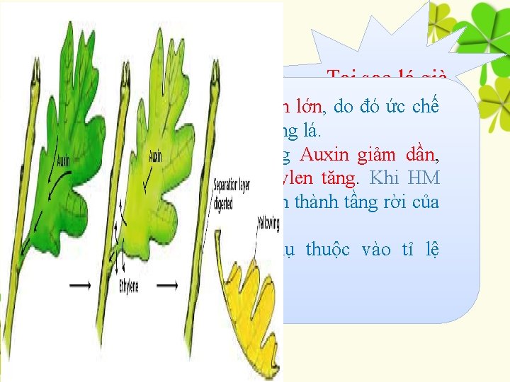 Tại sao lá già - Lá xanh hàm lượng Auxin lớn, lại do rụng?