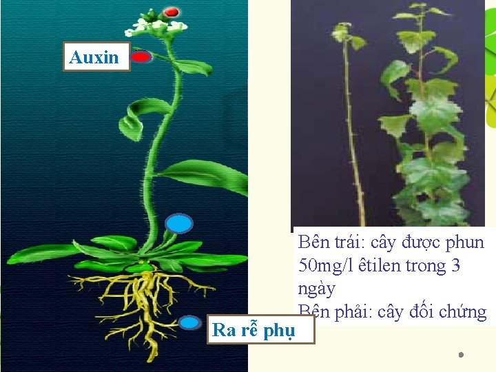 Auxin Ra rễ phụ Bên trái: cây được phun 50 mg/l êtilen trong 3