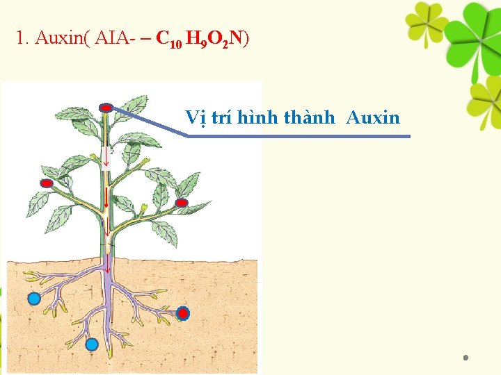 1. Auxin( AIA- – C 10 H 9 O 2 N) Vị trí hình