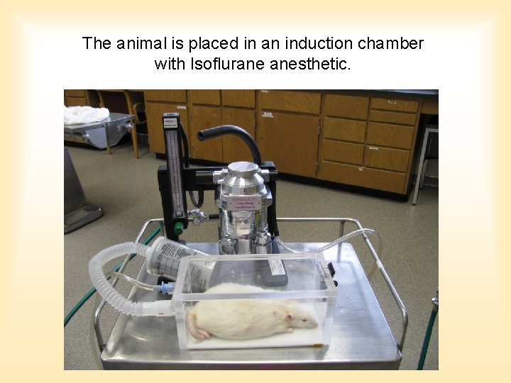The animal is placed in an induction chamber with Isoflurane anesthetic. The animal is placed in an induction chamber with Isoflurane anesthetic.