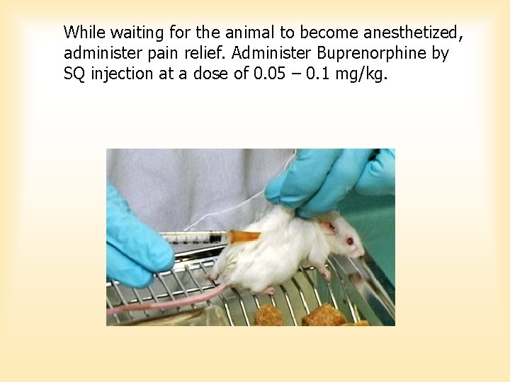 While waiting for the animal to become anesthetized, administer pain relief. Administer Buprenorphine by While waiting for the animal to become anesthetized, administer pain relief. Administer Buprenorphine by