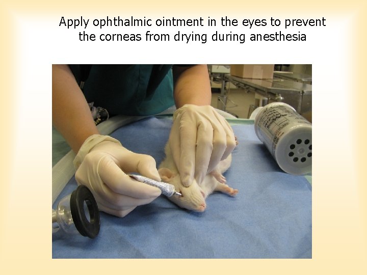 Apply ophthalmic ointment in the eyes to prevent the corneas from drying during anesthesia Apply ophthalmic ointment in the eyes to prevent the corneas from drying during anesthesia