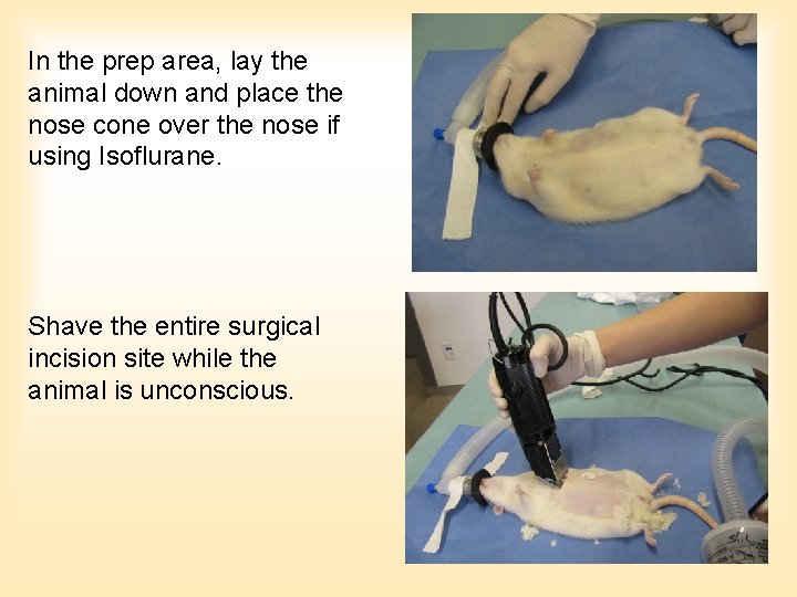 In the prep area, lay the animal down and place the nose cone over In the prep area, lay the animal down and place the nose cone over