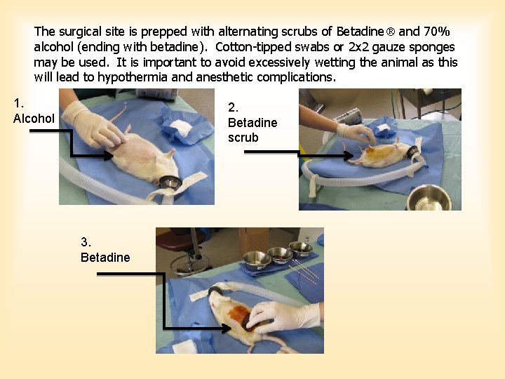 The surgical site is prepped with alternating scrubs of Betadine and 70% alcohol (ending The surgical site is prepped with alternating scrubs of Betadine and 70% alcohol (ending