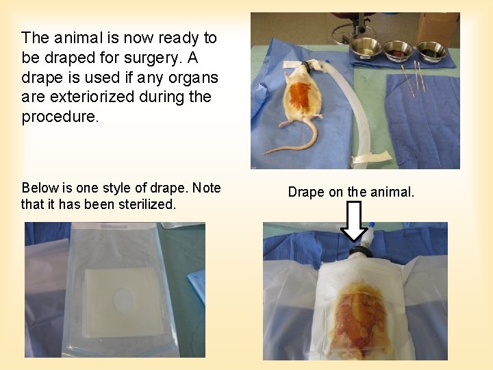 The animal is now ready to be draped for surgery. A drape is used The animal is now ready to be draped for surgery. A drape is used