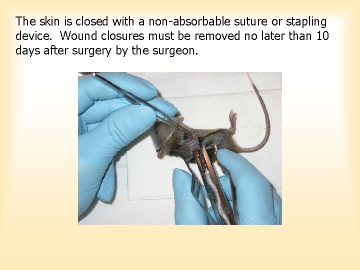 The skin is closed with a non-absorbable suture or stapling device. Wound closures must The skin is closed with a non-absorbable suture or stapling device. Wound closures must