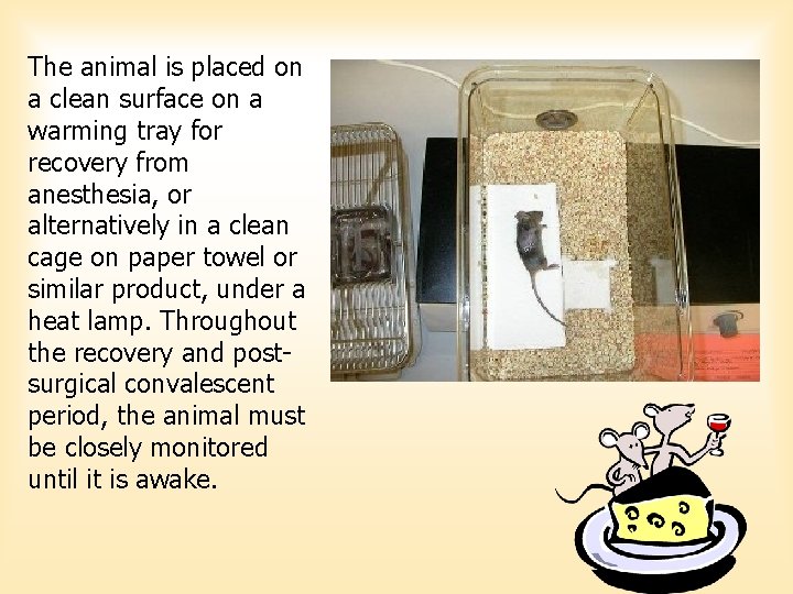 The animal is placed on a clean surface on a warming tray for recovery The animal is placed on a clean surface on a warming tray for recovery