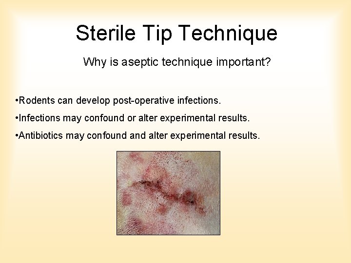 Sterile Tip Technique Why is aseptic technique important? • Rodents can develop post-operative infections. Sterile Tip Technique Why is aseptic technique important? • Rodents can develop post-operative infections.