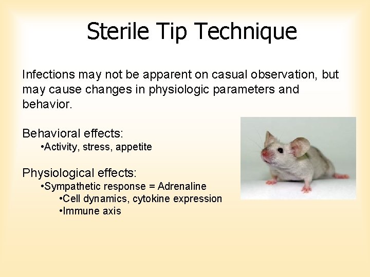 Sterile Tip Technique Infections may not be apparent on casual observation, but may cause Sterile Tip Technique Infections may not be apparent on casual observation, but may cause