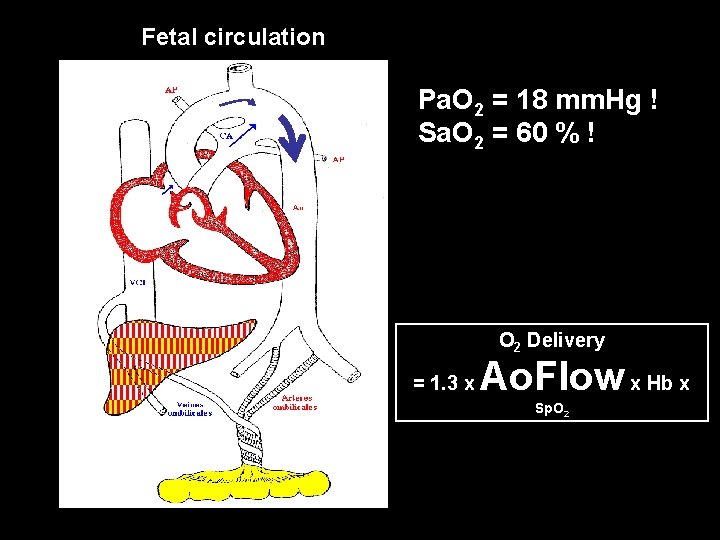 Fetal circulation Pa. O 2 = 18 mm. Hg ! Sa. O 2 = Fetal circulation Pa. O 2 = 18 mm. Hg ! Sa. O 2 =
