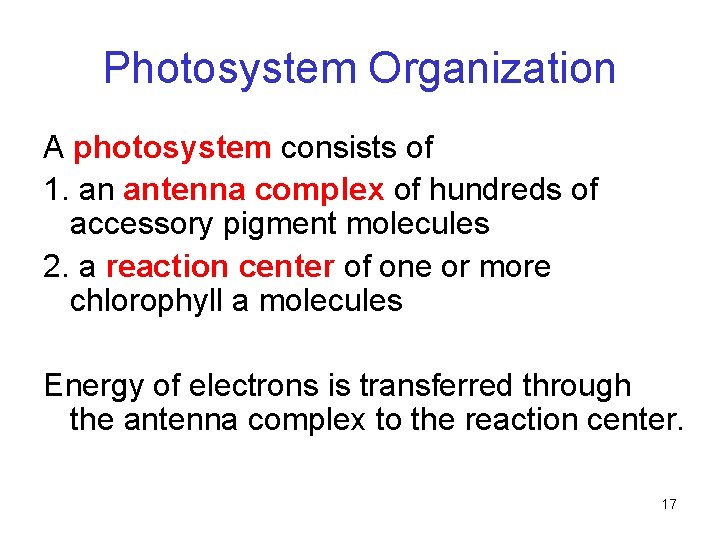 Photosystem Organization A photosystem consists of 1. an antenna complex of hundreds of accessory Photosystem Organization A photosystem consists of 1. an antenna complex of hundreds of accessory