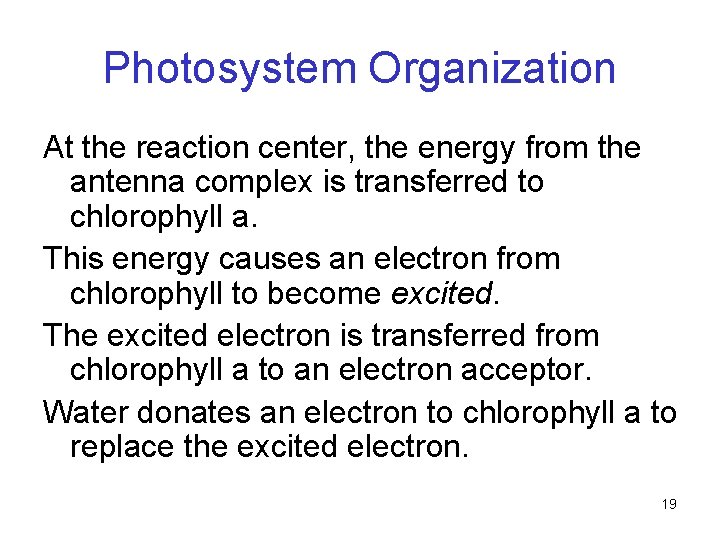 Photosystem Organization At the reaction center, the energy from the antenna complex is transferred Photosystem Organization At the reaction center, the energy from the antenna complex is transferred