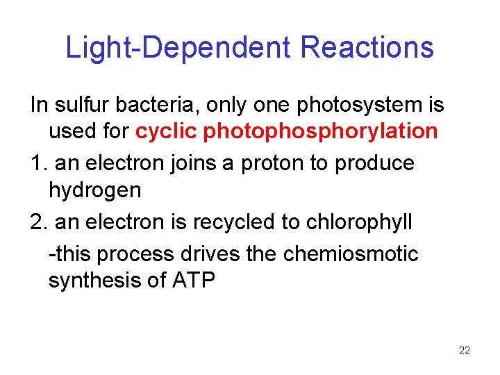 Light-Dependent Reactions In sulfur bacteria, only one photosystem is used for cyclic photophosphorylation 1. Light-Dependent Reactions In sulfur bacteria, only one photosystem is used for cyclic photophosphorylation 1.