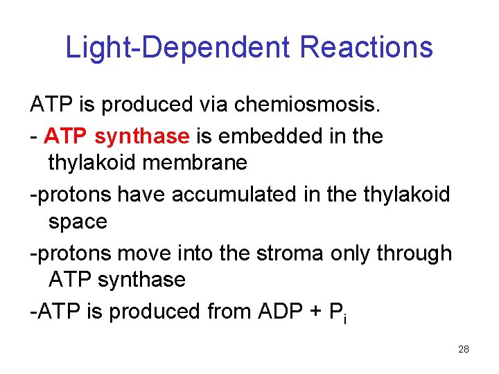 Light-Dependent Reactions ATP is produced via chemiosmosis. - ATP synthase is embedded in the Light-Dependent Reactions ATP is produced via chemiosmosis. - ATP synthase is embedded in the