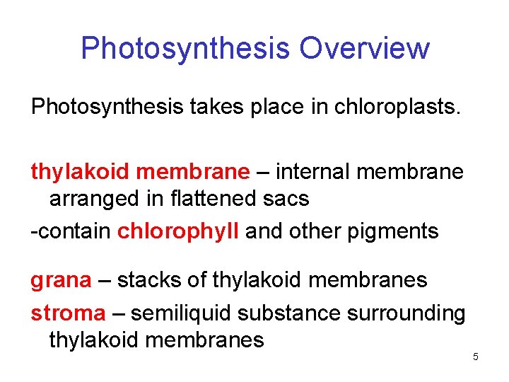 Photosynthesis Overview Photosynthesis takes place in chloroplasts. thylakoid membrane – internal membrane arranged in Photosynthesis Overview Photosynthesis takes place in chloroplasts. thylakoid membrane – internal membrane arranged in