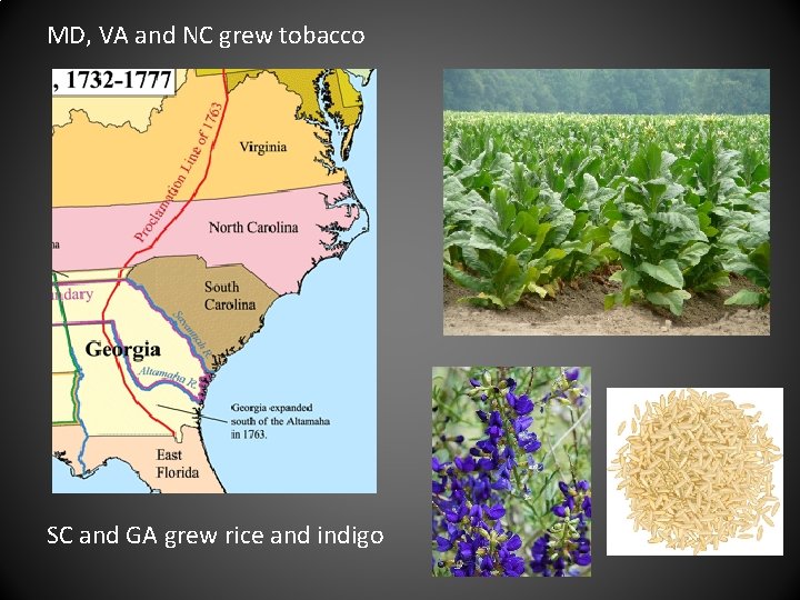 MD, VA and NC grew tobacco SC and GA grew rice and indigo MD, VA and NC grew tobacco SC and GA grew rice and indigo