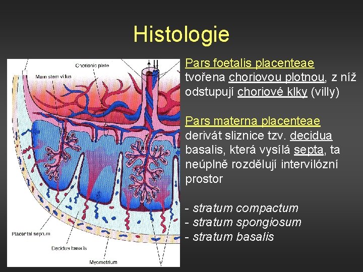 Histologie Pars foetalis placenteae tvořena choriovou plotnou, z níž odstupují choriové klky (villy) Pars