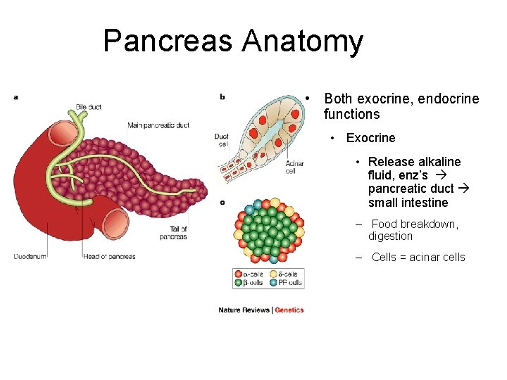 Pancreas Anatomy • Both exocrine, endocrine functions • Exocrine • Release alkaline fluid, enz’s