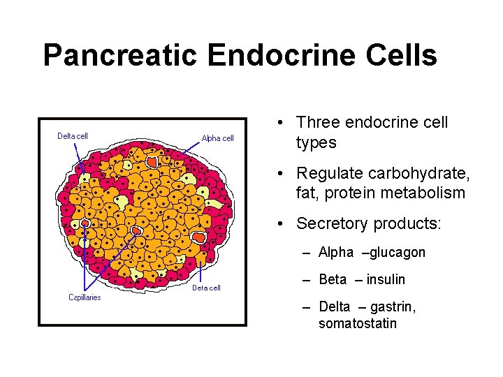 Pancreatic Endocrine Cells • Three endocrine cell types • Regulate carbohydrate, fat, protein metabolism