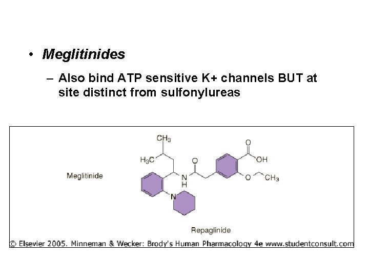  • Meglitinides – Also bind ATP sensitive K+ channels BUT at site distinct