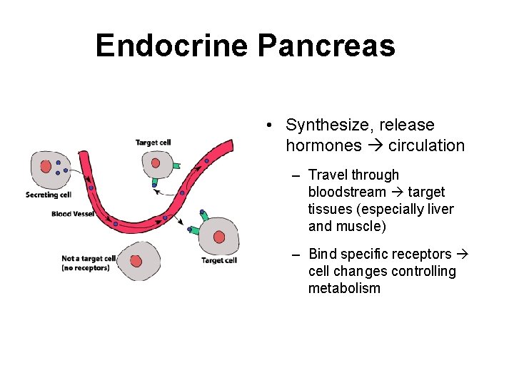 Endocrine Pancreas • Synthesize, release hormones circulation – Travel through bloodstream target tissues (especially