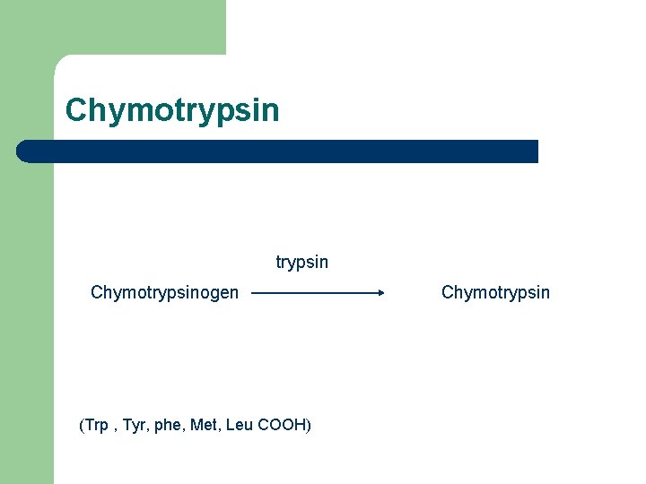 Chymotrypsinogen (Trp , Tyr, phe, Met, Leu COOH) Chymotrypsin 