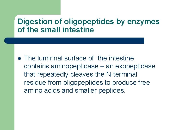 Digestion of oligopeptides by enzymes of the small intestine l The luminnal surface of