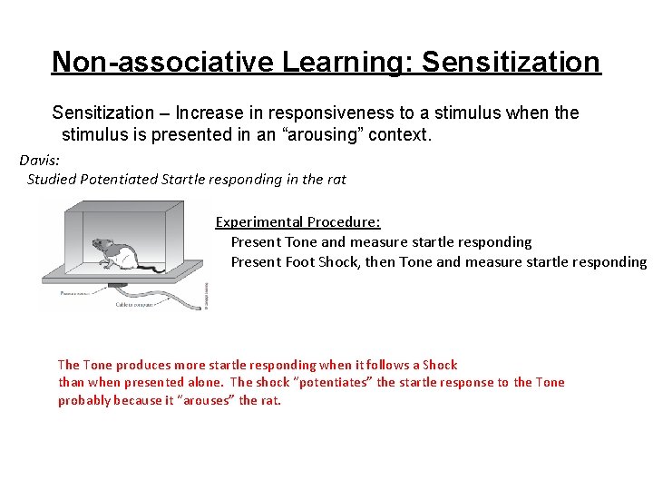 Non-associative Learning: Sensitization – Increase in responsiveness to a stimulus when the stimulus is