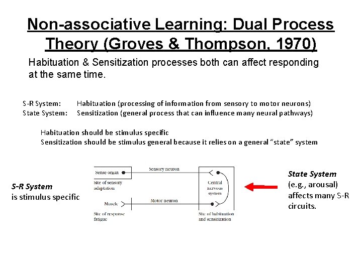 Non-associative Learning: Dual Process Theory (Groves & Thompson, 1970) Habituation & Sensitization processes both