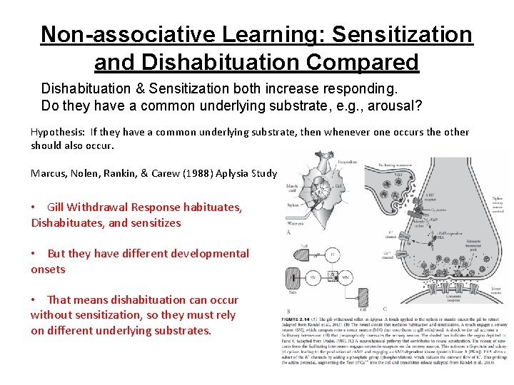 Non-associative Learning: Sensitization and Dishabituation Compared Dishabituation & Sensitization both increase responding. Do they