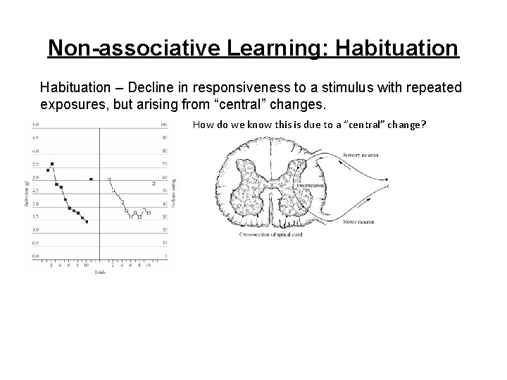 Non-associative Learning: Habituation – Decline in responsiveness to a stimulus with repeated exposures, but