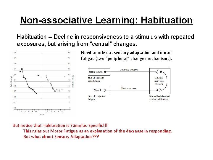Non-associative Learning: Habituation – Decline in responsiveness to a stimulus with repeated exposures, but