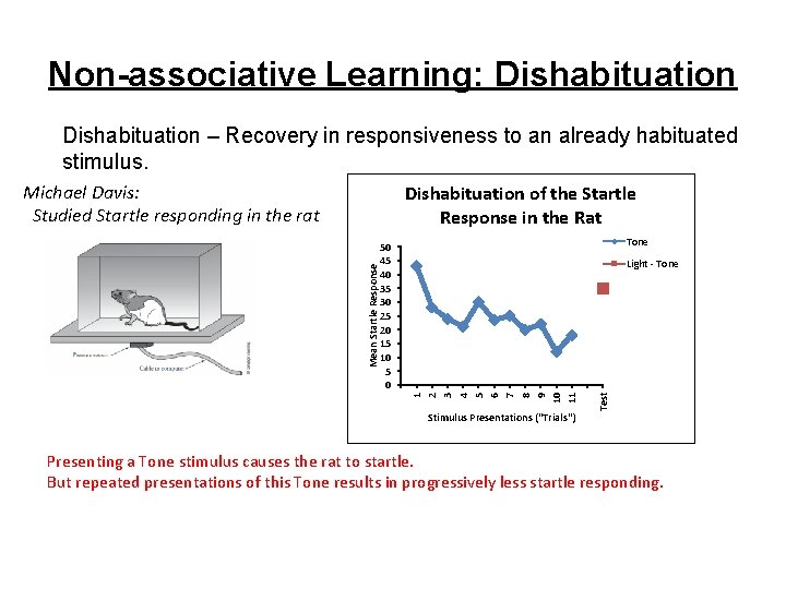 Non-associative Learning: Dishabituation – Recovery in responsiveness to an already habituated stimulus. Michael Davis: