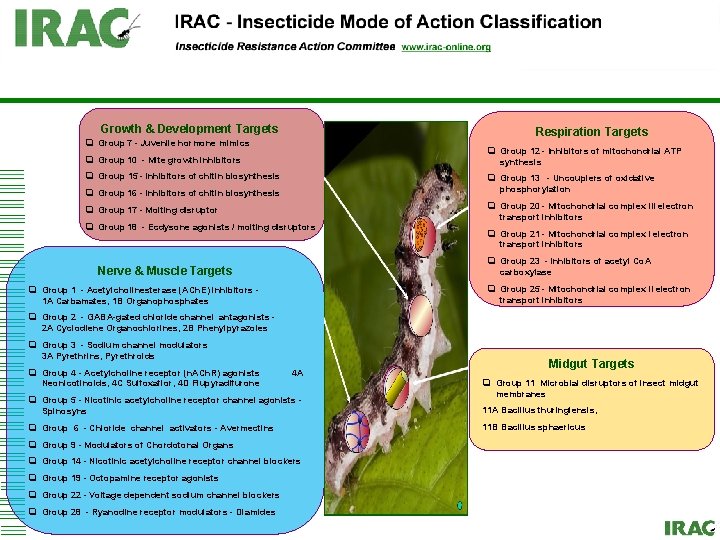 Click to edit Master title style Growth & Development Targets Respiration Targets q Group