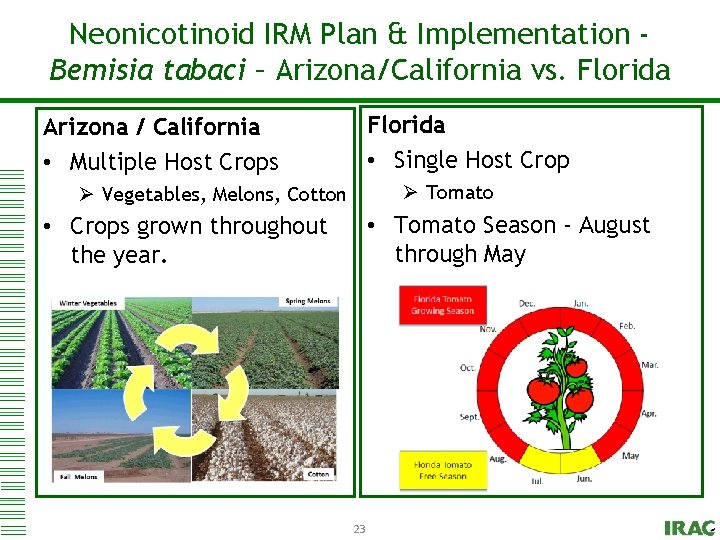 Neonicotinoid & Implementation Click to. IRM edit. Plan Master title style Bemisia tabaci –