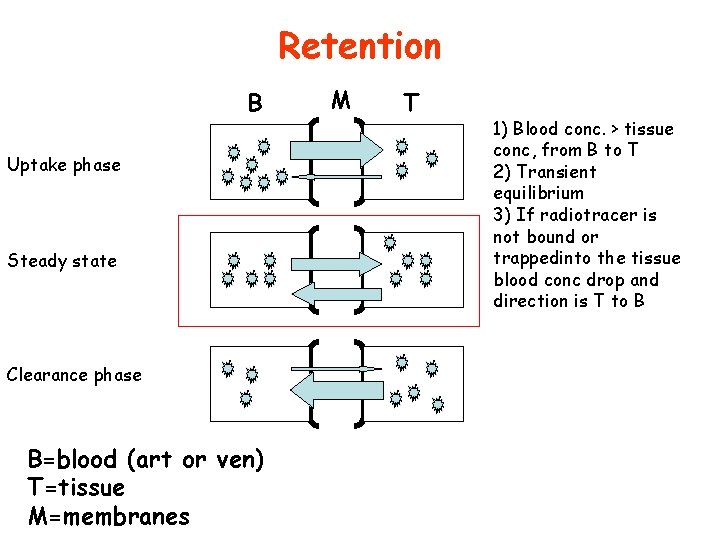 Retention B Uptake phase Steady state Clearance phase B=blood (art or ven) T=tissue M=membranes