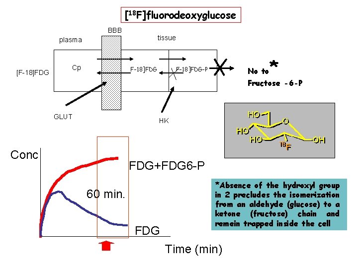 [18 F]fluorodeoxyglucose BBB tissue plasma [F-18]FDG Cp F-18]FDG-P No to * Fructose -6 -P