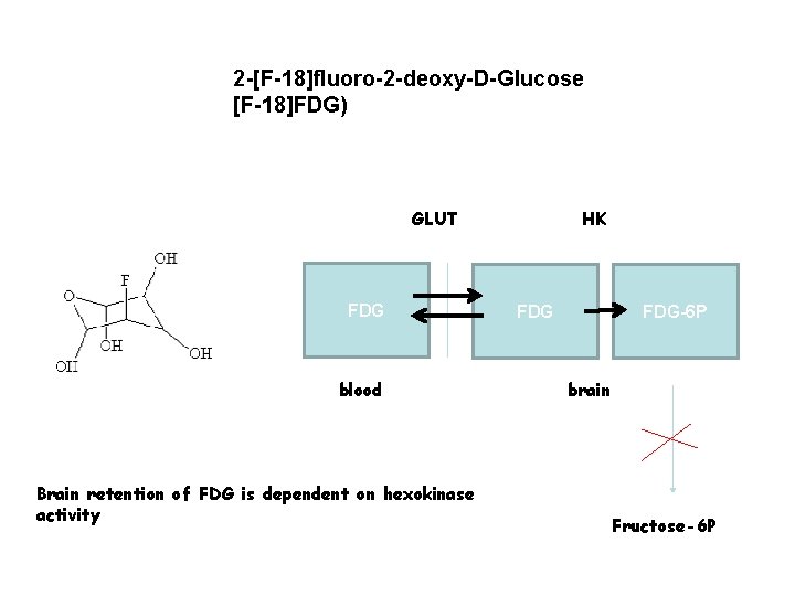 2 -[F-18]fluoro-2 -deoxy-D-Glucose [F-18]FDG) GLUT FDG blood Brain retention of FDG is dependent on