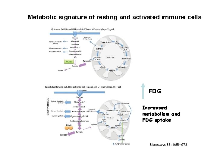 Metabolic signature of resting and activated immune cells FDG Increased metabolism and FDG uptake
