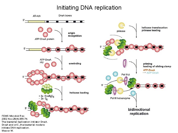 Horizontal Replication Microbial Structure and Function MI 720 Fall 2007