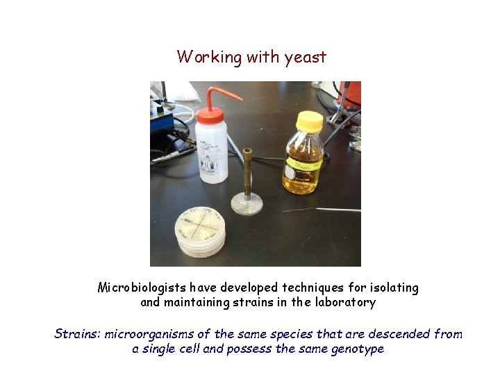 Working with yeast Microbiologists have developed techniques for isolating and maintaining strains in the