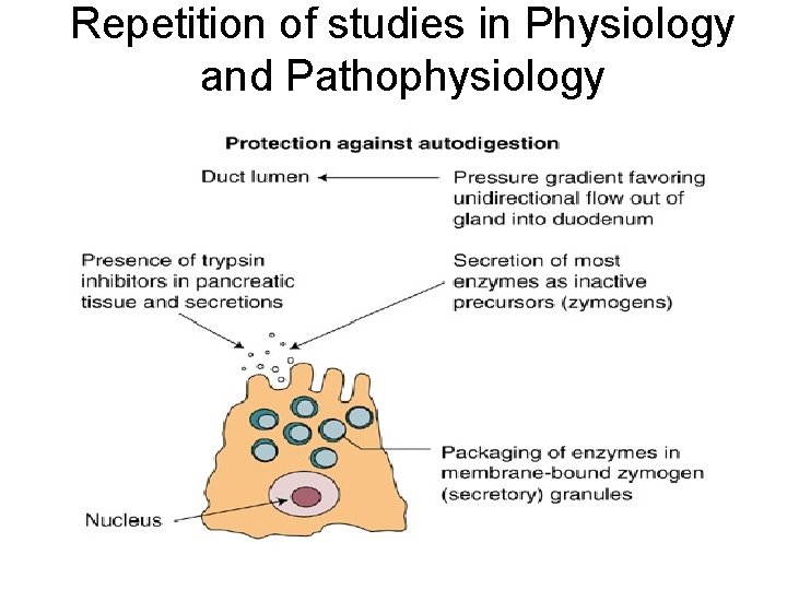 Repetition of studies in Physiology and Pathophysiology 