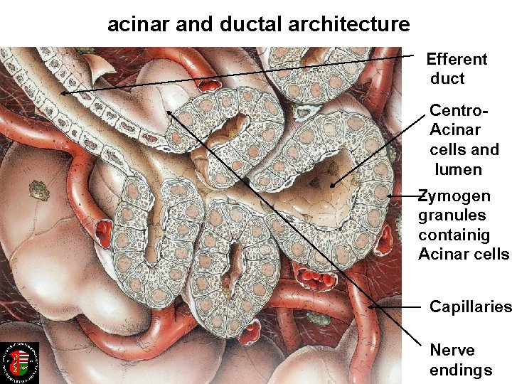 acinar and ductal architecture Efferent duct Centro. Acinar cells and lumen Zymogen granules containig