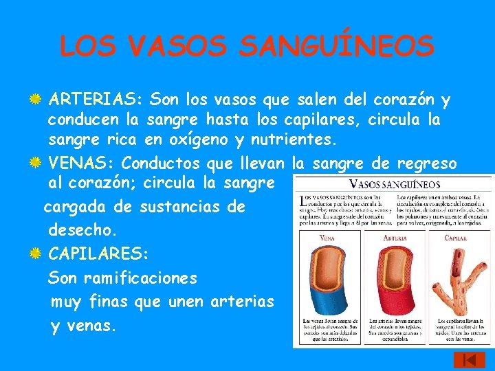 LOS VASOS SANGUÍNEOS ARTERIAS: Son los vasos que salen del corazón y conducen la