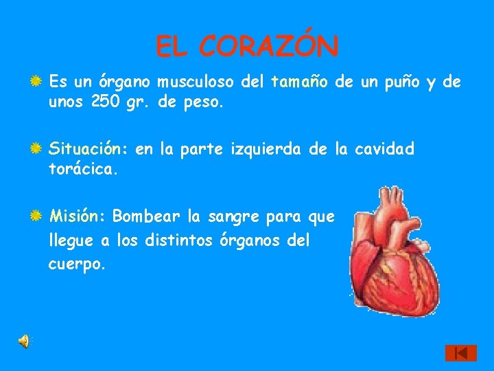 EL CORAZÓN Es un órgano musculoso del tamaño de un puño y de unos