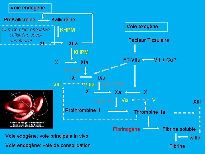 Voie endogène PréKallicréine Surface électronégative collagène sousendothélial Voie exogène KHPM XII Facteur Tissulaire XIIa