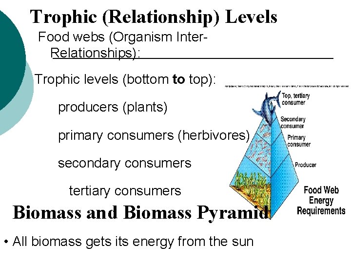 Trophic (Relationship) Levels Food webs (Organism Inter. Relationships): Trophic levels (bottom to top): producers