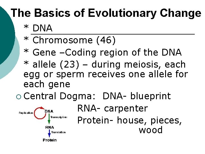 The Basics of Evolutionary Change * DNA * Chromosome (46) * Gene –Coding region