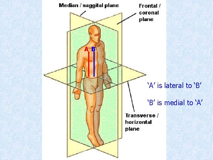 A B ‘A’ is lateral to ‘B’ is medial to ‘A’ 